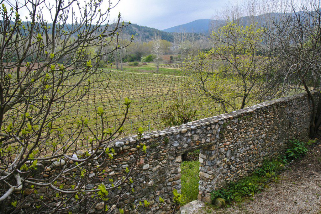 Vineyard at Alain's friend's house in Vallon Pont D'arc